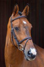 Shires Shires Velociti Padded Raised Flash Bridle (with reins) — Excellent — Equi Consignment Ireland (view 3)